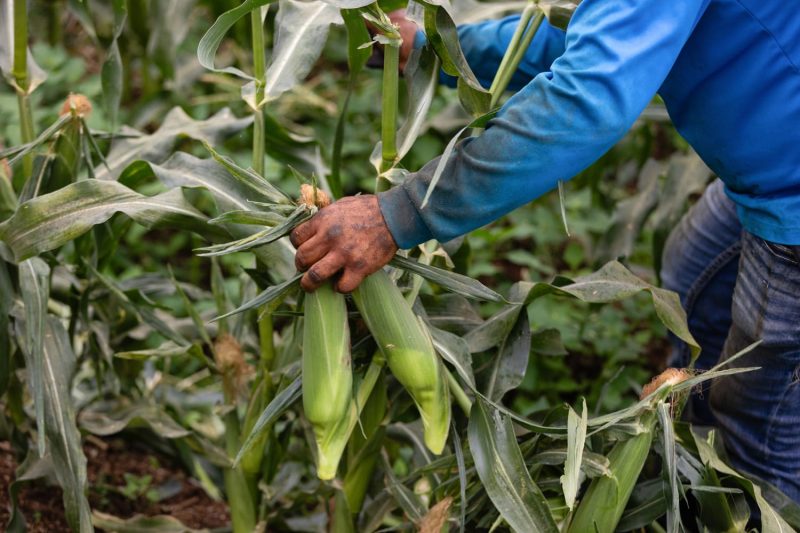 ROCHESTER, Minnesota, Aug 22 (Reuters) – U.S. farmers will harvest a record corn crop in 2025 after ideal weather across much of the Midwest this summer, but the bounty will fall short of the U.S. government’s lofty outlook as pockets of plant disease and heat stress dented yields in spots across the farm belt, crop consultancy Pro Farmer said on Friday.
Growers are also expected to reap a bumper soybean crop, although dry conditions in parts of the eastern Midwest and pockets of disease pressure in Iowa may limit yield potential, Pro Farmer said after its annual four-day tour across seven top-producing states this week.
The United States is the world’s top corn exporter and No. 2 soybean exporter, and favorable weather in most of the main growing states supported crops but pushed futures prices to recent multi-year lows.
The warm and wet conditions that fueled crop growth also fostered fungal diseases such as tar spot, southern rust and northern blight in corn, and sudden death syndrome in soybeans.
“Each day we’ve noted the disease pressure in corn. Tar spot, southern rust more widespread than we’ve ever seen before. Those are going to be some real yield robbers,” said Lane Akre, Pro Farmer economist and one of the leaders of the tour’s eastern leg.
Pro Farmer projected 2025 U.S. corn production at a record 16.204 billion bushels, with an average yield of 182.7 bushels per acre, and soybean production at 4.246 billion bushels, with an average yield of 53.0 bpa.
The outlook is below the U.S. Department of Agriculture’s latest forecast for corn production at a record 16.742 billion bushels with yields averaging 188.8 bpa, and soybean production at 4.292 billion bushels with record average yields of 53.6 bpa.
Crop scouts on the Pro Farmer tour saw more disease-hit fields than normal across the Midwest farm belt this week, although it is not yet clear whether these diseases will blow up into significant yield loss.
At one stop in northwest Illinois, the corn field appeared healthy and green from the roadside, but 30 to 40 steps in, leaves were streaked with rust, leaving crop scouts covered in color. Overhead, bright yellow crop dusters banked low as they sprayed wide white plumes of fungicide.
Jake Guse, a Minnesota row crop farmer and crop scout on the eastern leg of the tour, said disease levels were the worst and most widespread that many crop scouts had ever seen on the tour.
“As we traveled across Indiana, we started seeing more (disease). In Illinois, started getting bad — and it was all over Iowa,” Guse said of three of the largest producing states.
However, crop scouts also found exceptional yield prospects that could help cushion any disease-related yield decline.
The strong production prospects may not be welcome news to farmers, who are facing a third straight year of declining corn prices due to excess supplies and only a modest improvement in soybean prices, according to USDA data.
Production costs remain high while trade tensions with key markets like China, the top soybean importer, have left demand uncertain.
While the USDA is forecasting that the nation’s farm economy will improve in 2025, that boost will largely come from a massive influx of federal funding the Trump administration plans to send to rural America, according to USDA data.
Corn and soybean futures on the Chicago Board of Trade firmed this week as reports from the crop tour suggested that recent USDA harvest forecasts may be too high.
The benchmark CBOT December corn contract CZ25 ended the week up 1.5%, its first weekly gain in a week in five weeks, while November soybeans SX25 also rose 1.5% and hit a one-month high.
This post appeared first on NBC NEWS